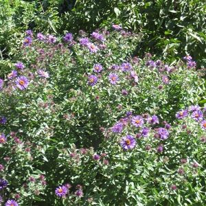 Meet your Posher, Janice